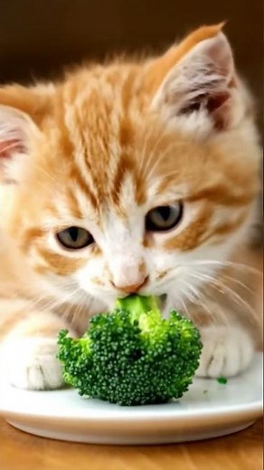 Broccoli for Cats? Safe or Not? #catnutrition #veggietime #shortclip