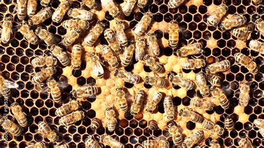 Life and reproduction of bees. Eggs and larvae in combs. Bees look after the larvae. They feed them and blow air into them.