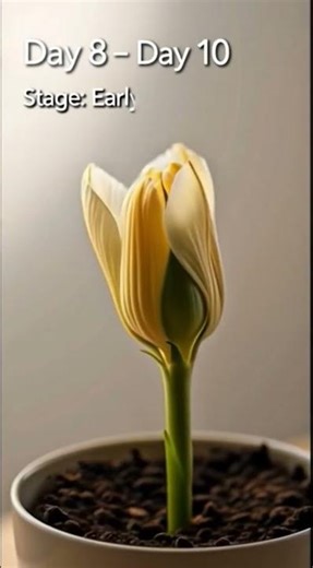 Flower Bud Opening – Timelapse