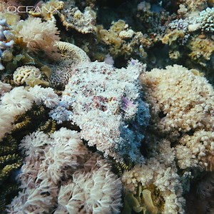 7.7K views · 605 reactions | Let's play a game of rock 直 or fish ?...