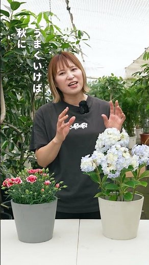 [Intermediate] Tips for enjoying your carnations and hydrangeas until next year✨