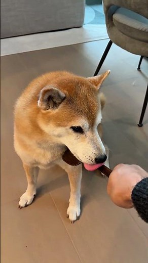 Shiba Low Rolls and is SHOCKED by the punishment