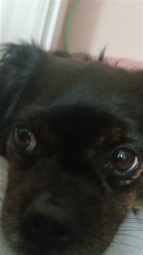 but I don't have crack phone, but we should still try our best