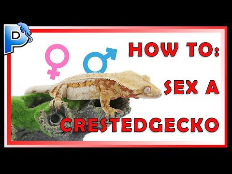 How to Sex a Crested Gecko
