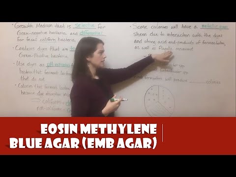 Eosin Methylene Blue Agar (EMB Agar)