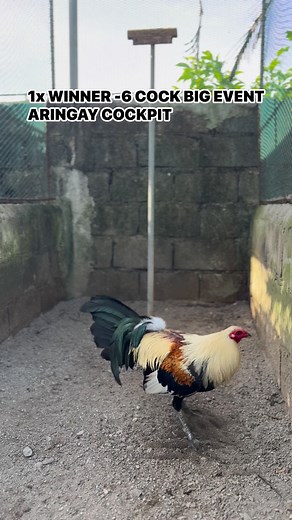 5.4K views · 172 reactions | VS PITMASTER LIVE 440k Bagong bihis na ready na ulit •Nasa commnet section ang sayaw | AL James | Facebook