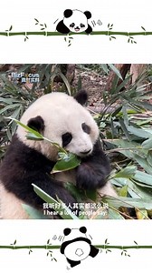 88K views · 848 reactions | Giant pandas have hopped on the social media bandwagon with the emergence of panda livestreams. Many #panda fans have said that watching them is a very healing experience. Why are these furry creatures so loved by the masses? Check out the video and find out from the livestreamers themselves! To delve deeper into the underlying logic of the panda economy, stay tuned for CGTN's upcoming #BizFocus episode on Friday, February 16. | CGTN Global Business | Facebook