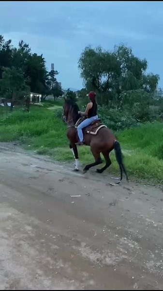 Capi's First Ride on Dancing Horses