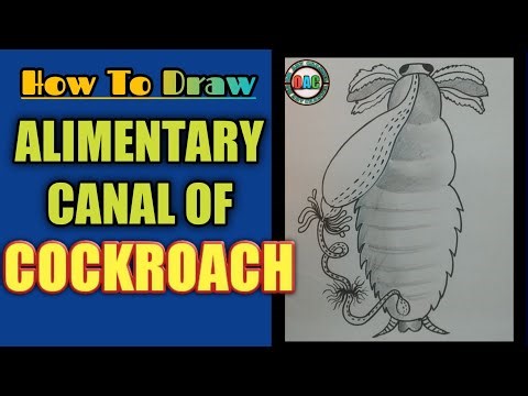 digestive system of cockroach|alimentary canal of cockroach|digestive system of cockroach diagram