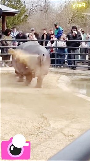 How Elephants Are Saving the Earth