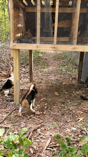 2.1K views · 52 reactions | Training those beagles requires expertise. | Catron's Kennel | Facebook