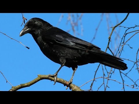 Free Crow Sound Effect - Realistic SFX