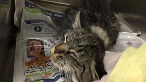 49 reactions · 39 shares | CELESTE - ID #A183653 Female / 1 year Cage...