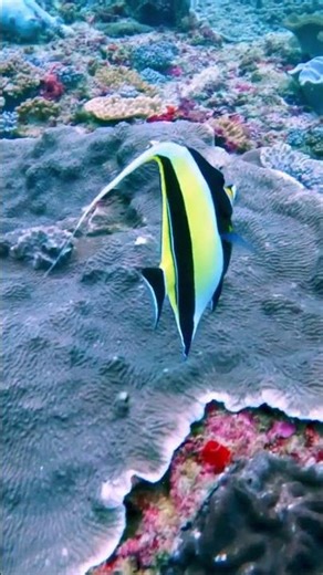 Moorish Idol 🐠 | This Fish Looks Too Perfect to Be Real 🌈✨#moorisidol #oceanlife #shorts