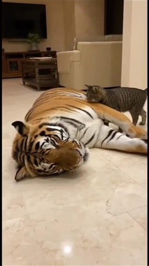 The cat slaps the sleeping tiger until he wakes up 😹