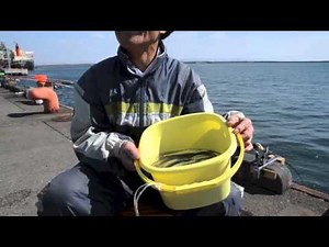 苫小牧東港のチカ