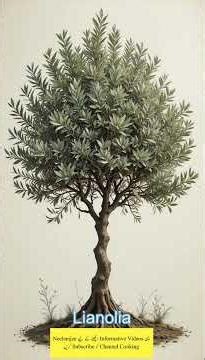olive tree types 14