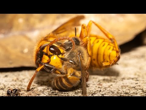 命をかけた攻防！ミツバチが仕掛ける熱殺蜂球の全貌 #熱殺蜂球 #スズメバチ #ミツバチ