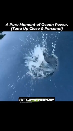 This is nature reminding us that the deep blue holds endless, stunning secrets. Every second on the water is an opportunity for a miracle moment like this. ​#MarineWildlife #Tuna #OceanAwe #NatureBeauty #SeaLife #RareSight #FishingAdventures #ViralStrategy #ContentExpert #DeepBlue #WildlifeConservation #FollowForMore #EngagementBoost | Deepseafables