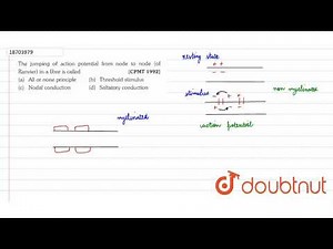 The jumping of action potential form node to node (of Ranvier) in a fibre is called | 11 | NEUR...