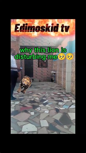 #lions Editing tutorials #tutorial #edit #fblifestyle Edimoskid Comedy Tv 💪 | Edimoskid Comedy Tv