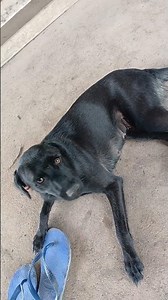 princesinha da serra grande escreva se no canal e deixe o seu link