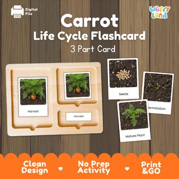 Carrot Life Cycle Flashcards Montessori 3 Part Cards Science Activity Garden