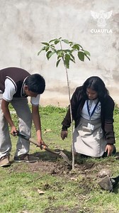 Como parte de nuestro compromiso con el cuidado del medio ambiente, apoyamos la jornada de reforestación en la Secundaria Técnica 19 de Cuautla, donando los árboles para la arborización del plantel. Estamos convencidos de la importancia de fomentar entre las y los jóvenes una cultura de respeto y cuidado hacia la naturaleza. Estas acciones fortalecen nuestro compromiso por un Cuautla más sustentable. Seguiremos trabajando de la mano con la comunidad educativa para impulsar más iniciativas que pr