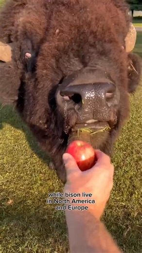 Bison vs Buffalo #coolanimals #animals #animalfacts | Rimond Cruise