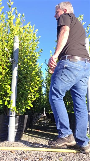 Griselinia - something a little different - usually associated with coastal and windy areas. Evergreen with lush foliage.