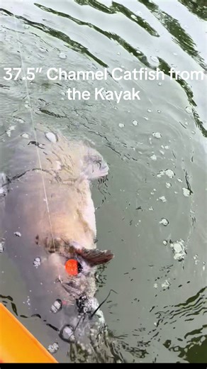 Minnesota Monster Channel Catfish from the Kayak on a 175 acre lake near Detroit Lakes. He pulled me around the lake for a good 20 minutes or so. #kayakfishing #catfish #spinnerbait #channelcatfish #detroitlakes
