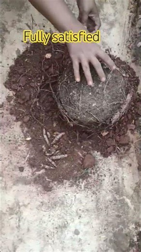 ఇలా ట్రై చేశాం/original ఒరిజినల్లే#termaricharvest#termaric#termarictips#farmtermaric#termaricseeds