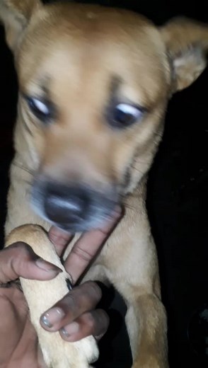 Playful Young Dog Interacts with Human Hand