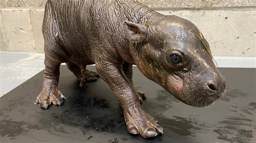 Proud pygmy hippo dad gets to help reveal the gender of his new baby. Is it a boy or a girl? 🦛🍉 #usatodaypets | The Ledger