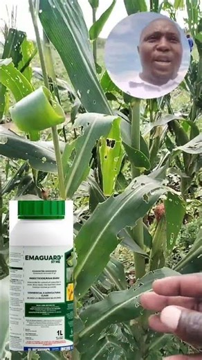 Maize fall army worm management using Emaguard 5ml/20L+ polysil sticker 3ml/20L call me 0713172536