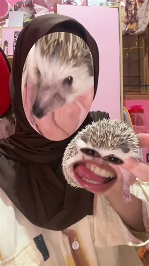 Lucunya Landak Mini yang Menggemaskan