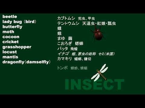 単語 昆虫 INSECT ５回繰り返し