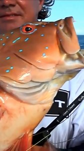 Basic rig setup for jigging in the tropics #fishing #outdoors #fishinglife #familyfun #jarviswalkerbrands #jarviswalker | Jarvis Walker Brands | Facebook