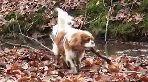 4K views · 45 reactions | THE ADVENTURES OF SUPERDOG & BATDOG | Superdog & Batdog | Facebook