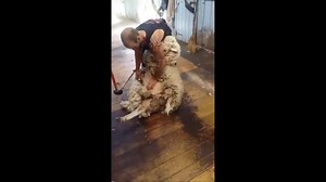 14K views · 212 reactions |  Shear them clean and get the cream  Shearing big ewe in Victoria Australia | Shearing Industry Culture | Facebook