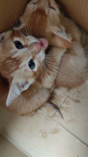 #meow #cat #angry #trending #shorts