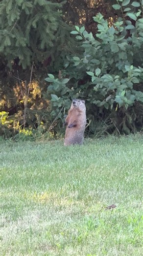 The chances of surviving a groundhog attack are high… but never 0