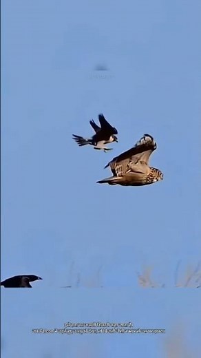 Falcon vs Owl – The Shocking Night Revenge 🦅🦉#shorts #animals #falcon #owl #story #heartwarming