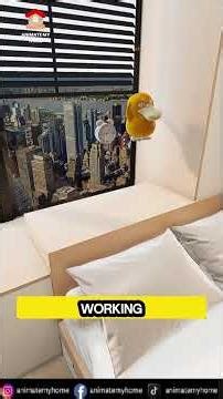 Two Kids, One Room Try This Split Level Bed!