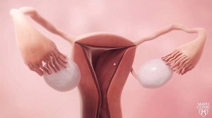 What ovulation and menstruation actually are. | Periods