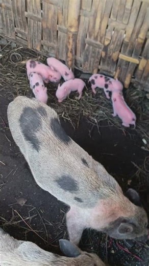 giving birth my micropig #beautiful #baby #cute #farm