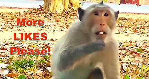 8.4K views · 244 reactions | The first monkey is too old and the second one is..? | American Monkeys | Facebook