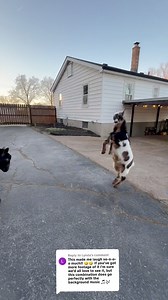 461K views · 15K reactions | More of my pet goat, Whoopsie’s, best dance moves. The side step is his signature move! #goats #nigeriandwarfgoats #pets #farmlife #dancetrend | Kids On Kerth | Facebook