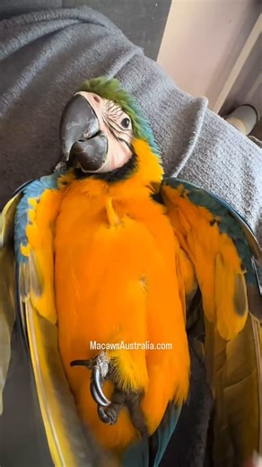 4.9K reactions · 129 comments | Tracey ~ MacawsAustralia.com  Who’s ready to melt from today’s cuteness overload? #MacawLove #parrot #pet #FeatheredFriends #CuteOverload” | Macaws Australia | Facebook