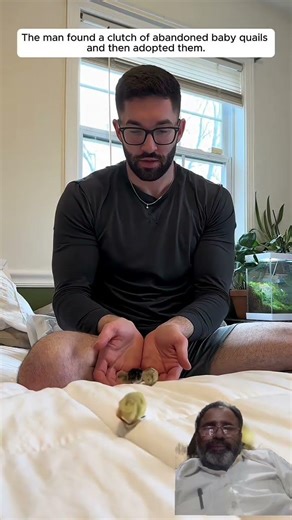 Tha man found a clutch of abandoned baby quails and then adopted them.